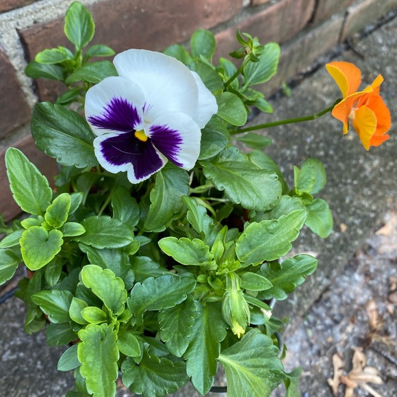 Meet your Posher, Anna🦋 - Picture 2 of 3